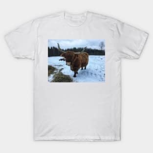 Scottish Highland Cattle Cow 2193 T-Shirt